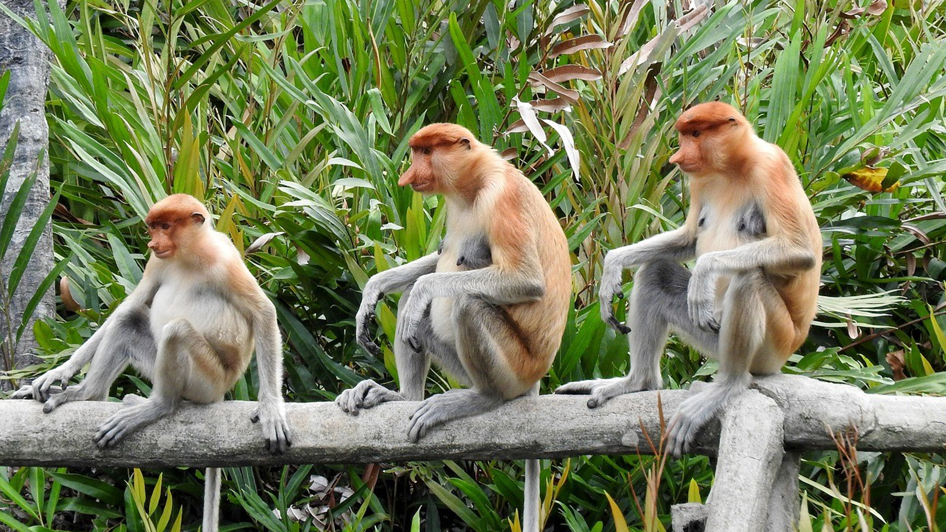 Brunei Proboscis Monkey Encounter Tour Pan Bright Travel